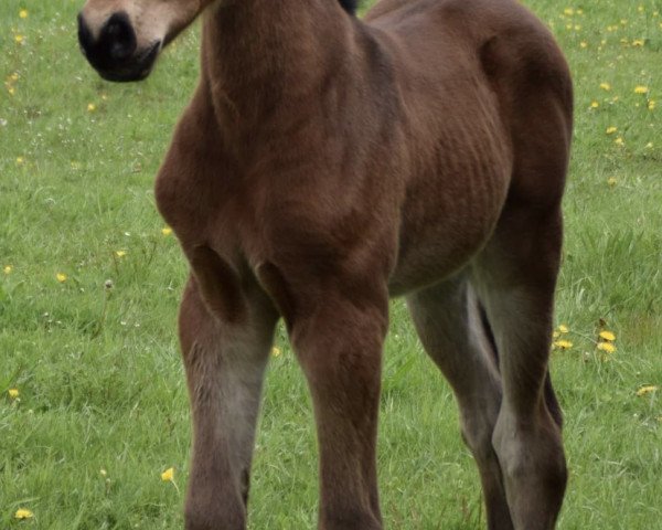 jumper Cool down je (Bavarian, 2021, from Cullinan du Borget B)