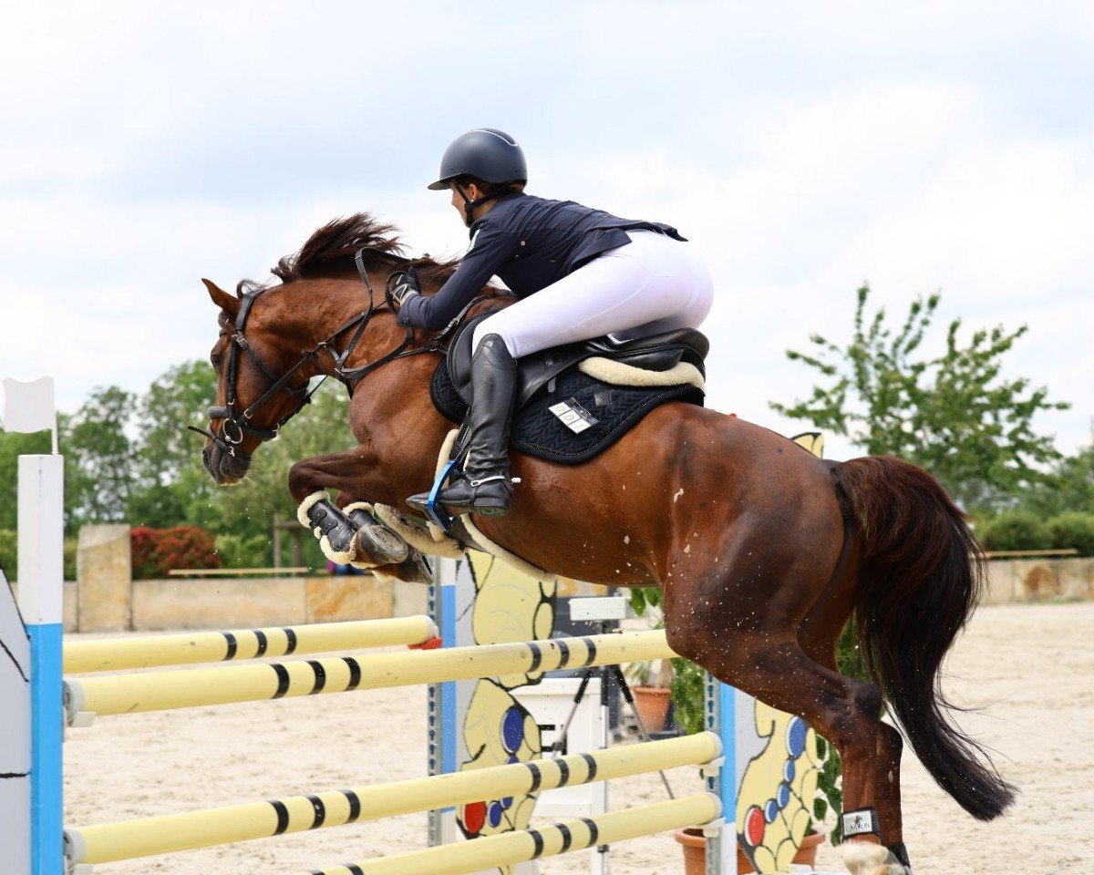 stallion Aarvandt (German Riding Pony, 2010, from Alvalon)