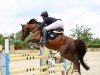 stallion Aarvandt (German Riding Pony, 2010, from Alvalon)