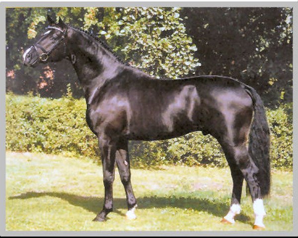 horse His Highness (Hanoverian, 2000, from Hohenstein)
