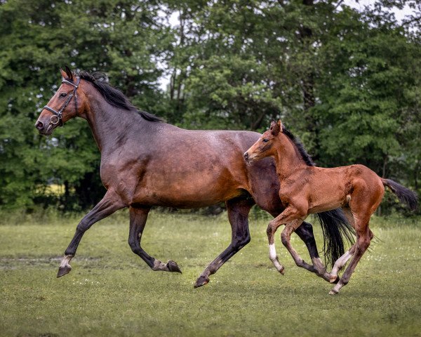 broodmare Donphina (Oldenburg, 2012, from Donner Hit OLD)
