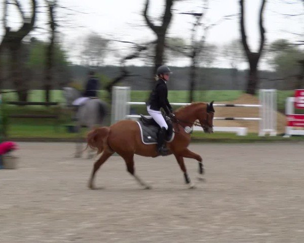 Reitturnier Elmlohe 2025