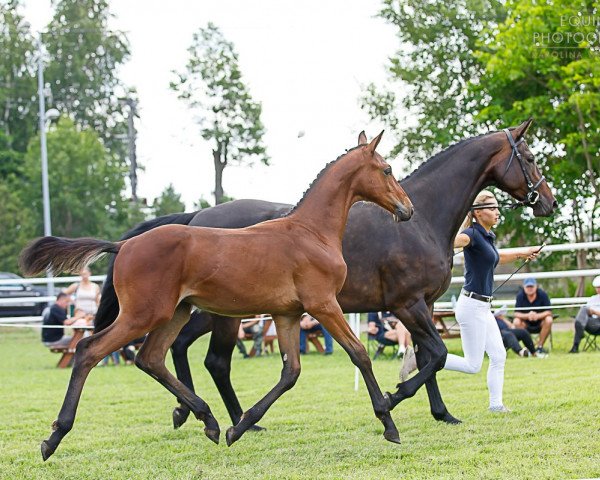 Springpferd Hengst von Comme il faut / Adagio deTalm (Holsteiner, 2021, von Comme il Faut)