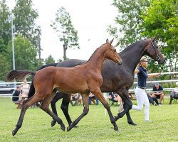 Springpferd Hengst von Comme il faut / Adagio deTalm (Holsteiner, 2021, von Comme il Faut)