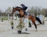 jumper Wild Surprise (German Sport Horse, 2016, from Carleyle)