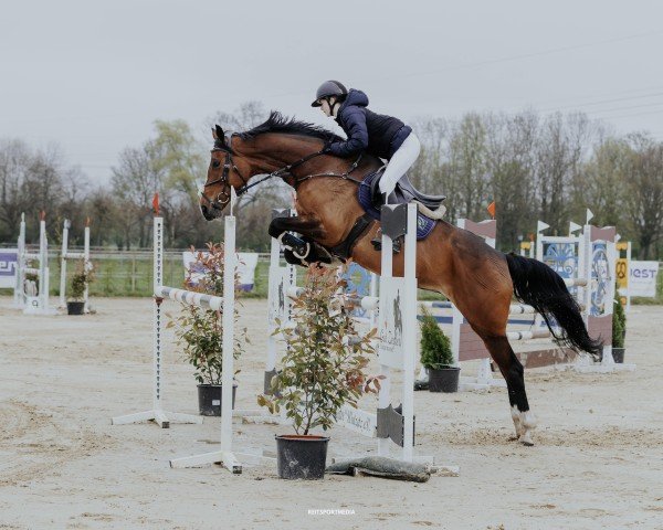 jumper Wild Surprise (German Sport Horse, 2016, from Carleyle)