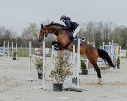 Springpferd Wild Surprise (Deutsches Sportpferd, 2016, von Carleyle)