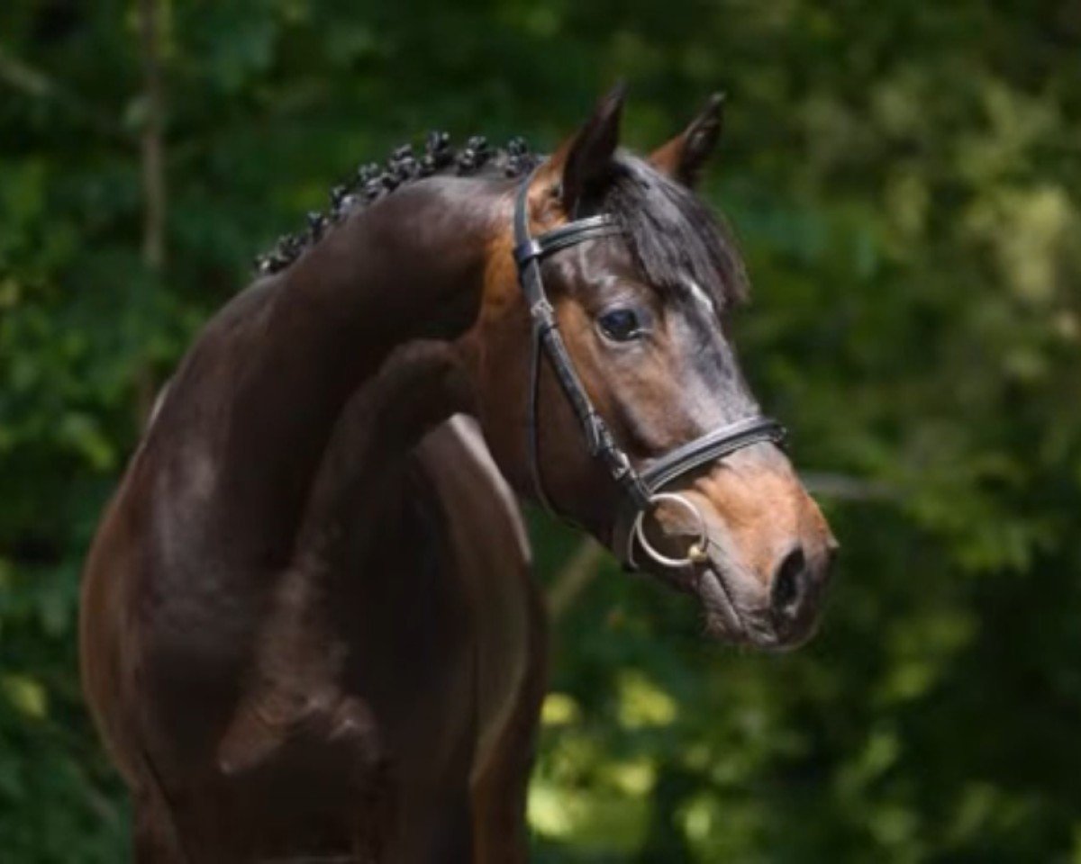 Geländepferd Samba‘s Avatar (Trakehner, 2014, von Avatar)