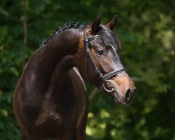 eventing horse Samba‘s Avatar (Trakehner, 2014, from Avatar)