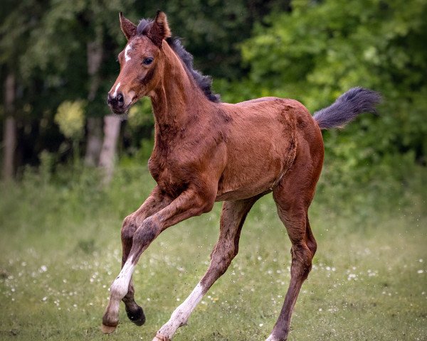 dressage horse Beluca (Oldenburg, 2021, from Callaho's Benicio)