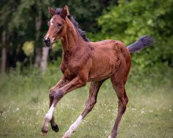 dressage horse Beluca (Oldenburg, 2021, from Callaho's Benicio)