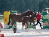 Springpferd Hengst von Diathago / Chasseur I (Westfale, 2021, von Diathago)