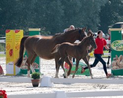 jumper Hengst von Diathago / Chasseur I (Westphalian, 2021, from Diathago)