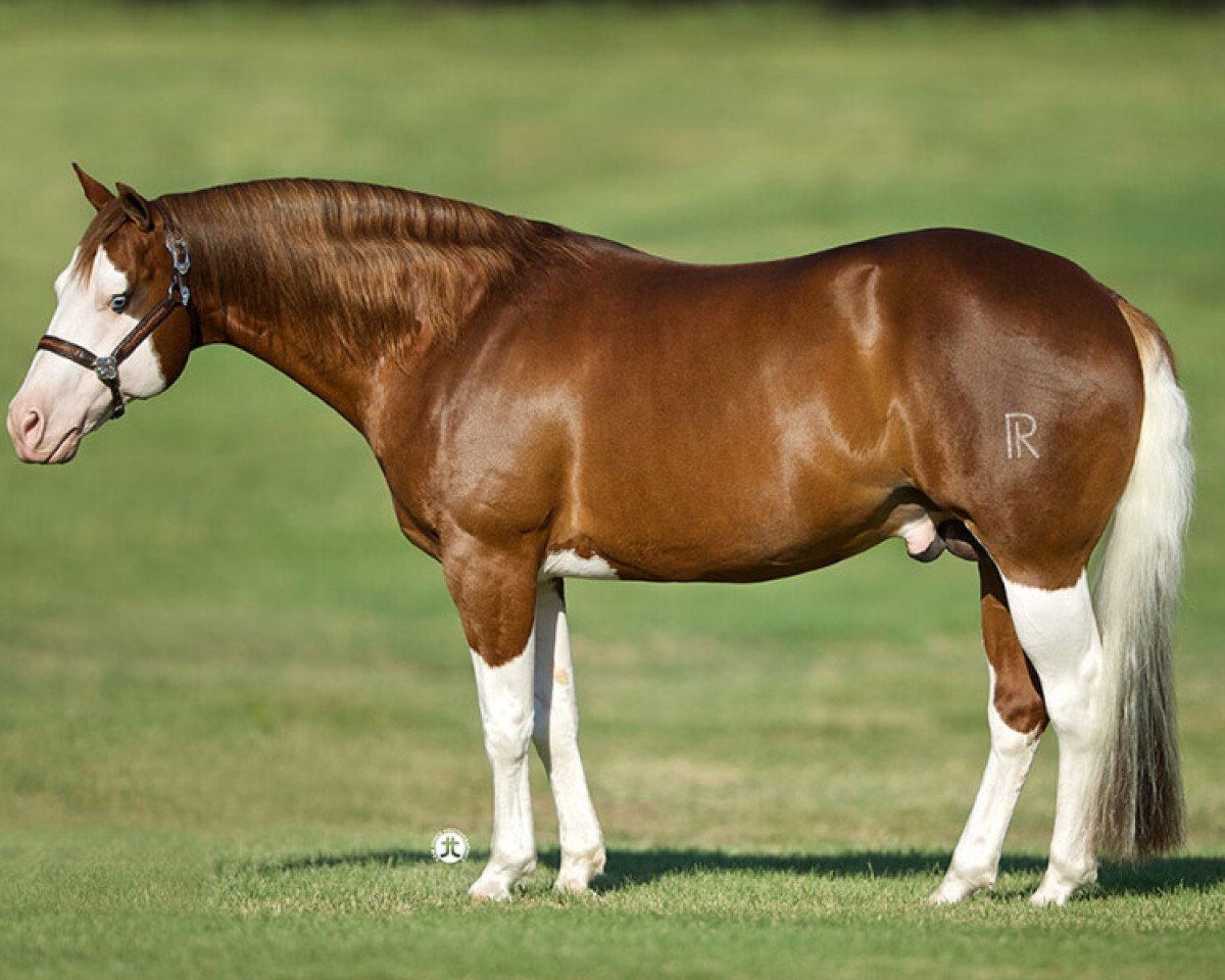 stallion Colonels Shining Gun (Quarter Horse, 2007, from Colonels Smoking Gun)