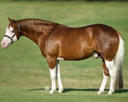 Deckhengst Colonels Shining Gun (Quarter Horse, 2007, von Colonels Smoking Gun)