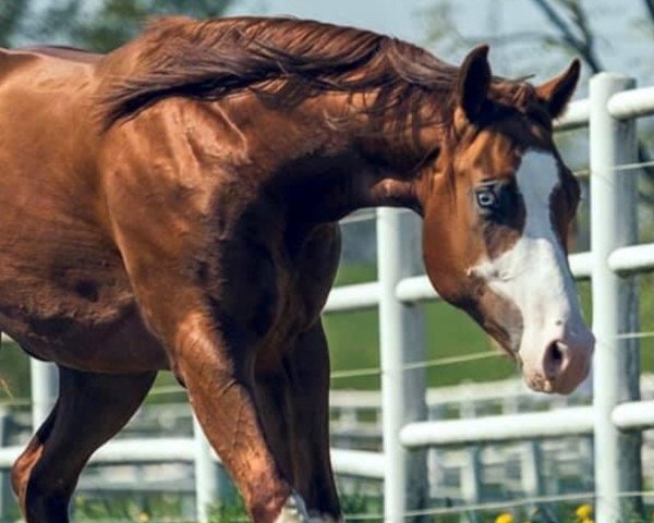 Pferd Wimpy Shining Gun BB (Quarter Horse, 2016)