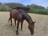 Springpferd Deike H Z (Zangersheide Reitpferd, 2018, von Dominator 2000 Z)