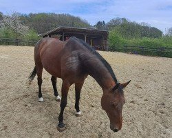 jumper Deike H Z (Zangersheide riding horse, 2018, from Dominator 2000 Z)