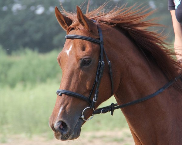 Pferd Gentle (Trakehner, 1996, von Benz)