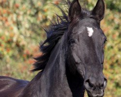 broodmare Marli (Trakehner, 1988, from Ravel)