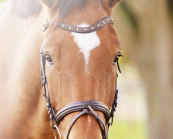 jumper Valico Valbona (Oldenburg show jumper, 2016, from Vigo d'Arsouilles)