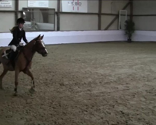 Hallenspringturnier Barlo Bocholt 2014