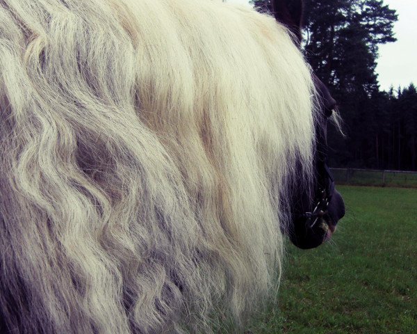 horse Donnerwetter (Black Forest Horse, 2003, from Donnergroll)