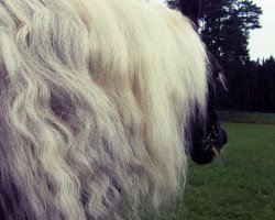 horse Donnerwetter (Black Forest Horse, 2003, from Donnergroll)