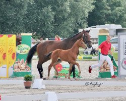 dressage horse Vaiana (Westphalian, 2021, from Von und Zu)