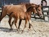 broodmare Linda (Westphalian, 2003, from Lord Lancer)