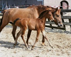 broodmare Linda (Westphalian, 2003, from Lord Lancer)