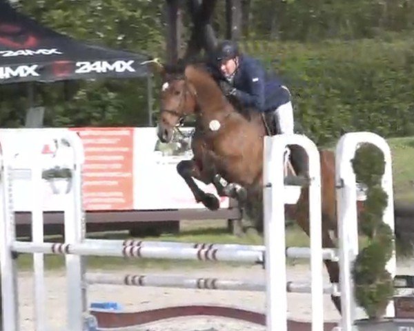 jumper Kampala 5 (German Warmblood, 2018, from Kasimir 184)