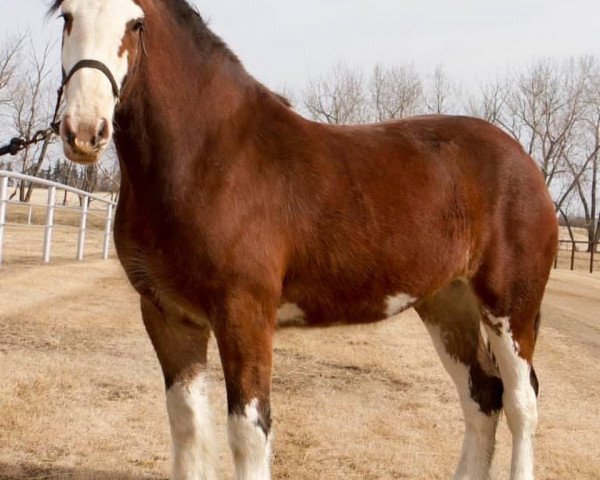 broodmare Hill Topper Lucinda's Apponia (Clydesdale, 2018, from Willow Way Prozac)