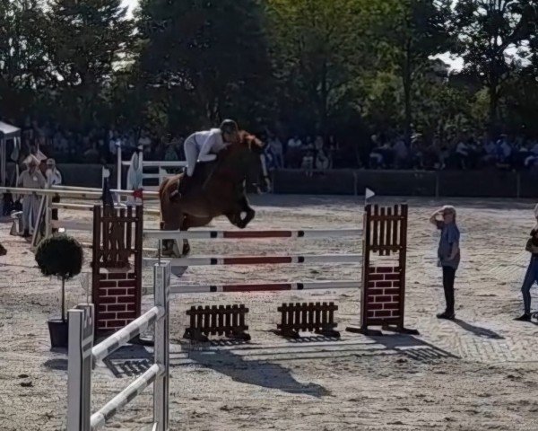 broodmare La Primavera 3 (Oldenburg, 2005, from Le Carolus)