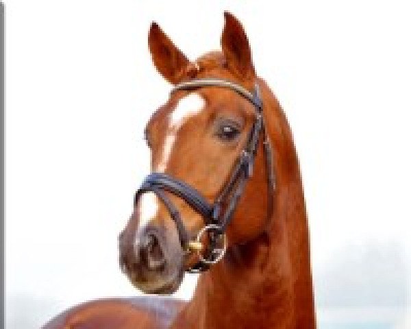 stallion Fiorano (Hanoverian, 2005, from Rousseau)