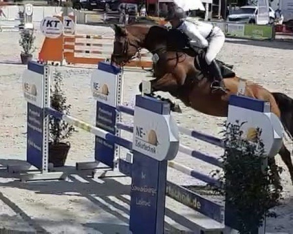 Springpferd Confiderate (Oldenburger Springpferd, 2012, von Confiance 4)