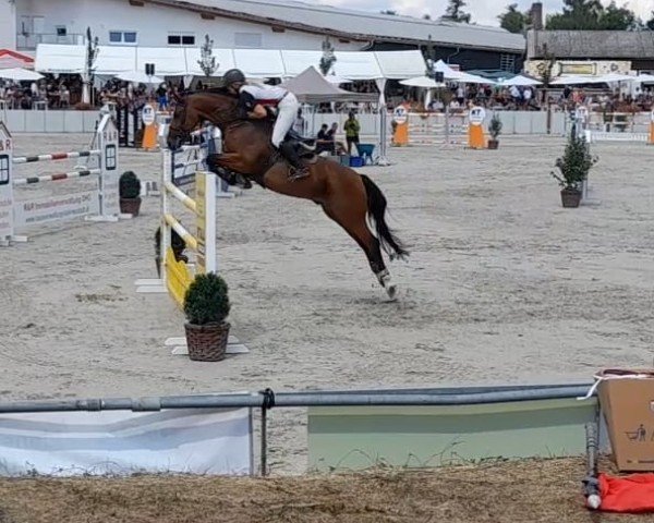 jumper Rabauke 62 (Bavarian, 2009, from Rasso Royal)