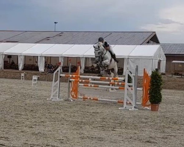 jumper Esquire V (Hanoverian, 2004, from Escudo I)
