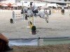 jumper Caracho 13 (Holsteiner, 2008, from Contender)