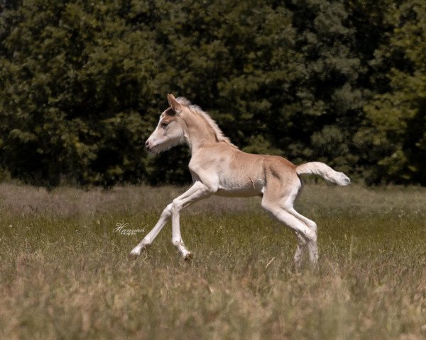 Pferd Stute von Sternkönig liz. 514/T / Naidan (Edelbluthaflinger, 2021, von Sternkönig)