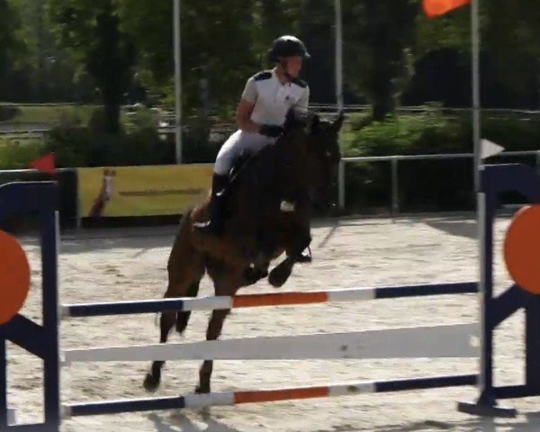 jumper Dollar King Junior (German Warmblood, 2012, from Pacifique Enfant)