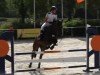 Springpferd Dollar King Junior (Deutsches Reitpferd, 2012, von Pacifique Enfant)