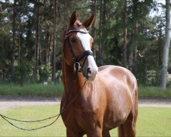 stallion Carulio (Hanoverian, 2016, from Carridam)