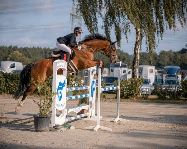 jumper Slytherin 3 (Westphalian, 2015, from Sir Heinrich OLD)