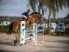 jumper Slytherin 3 (Westphalian, 2015, from Sir Heinrich OLD)