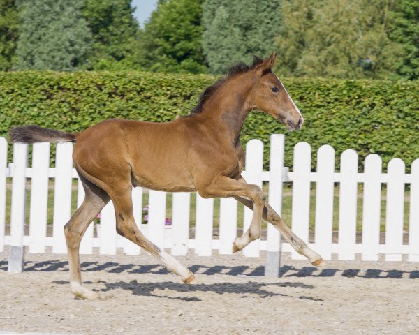 dressage horse Endeavour G (Westphalian, 2021, from Estobar NRW)