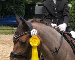 Zuchtstute Marusha vM (Deutsches Reitpony, 2015, von Petit Magic Moment)