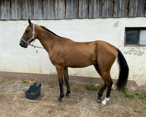 horse Kudret Teke (Akhal-Teke, 2011, from Kuyoon)