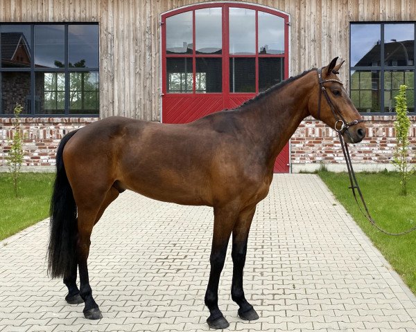 jumper Mad Max 85 (KWPN (Royal Dutch Sporthorse), 2017, from Chapeau Tn)