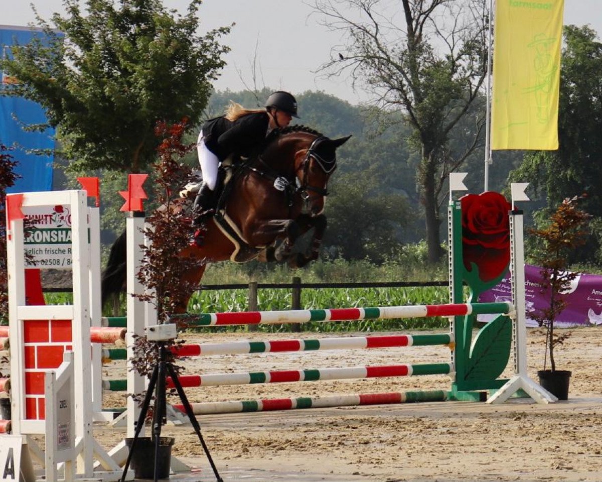 Springpferd Limnad van de Hertoghoeve Z (Zangersheide Reitpferd, 2017, von Lionel van Equinta)